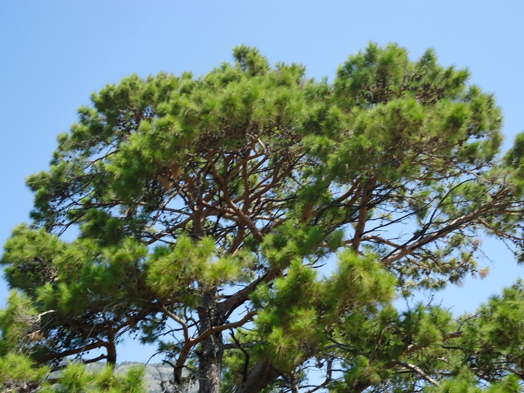 imagini hotel OLUDENIZ
